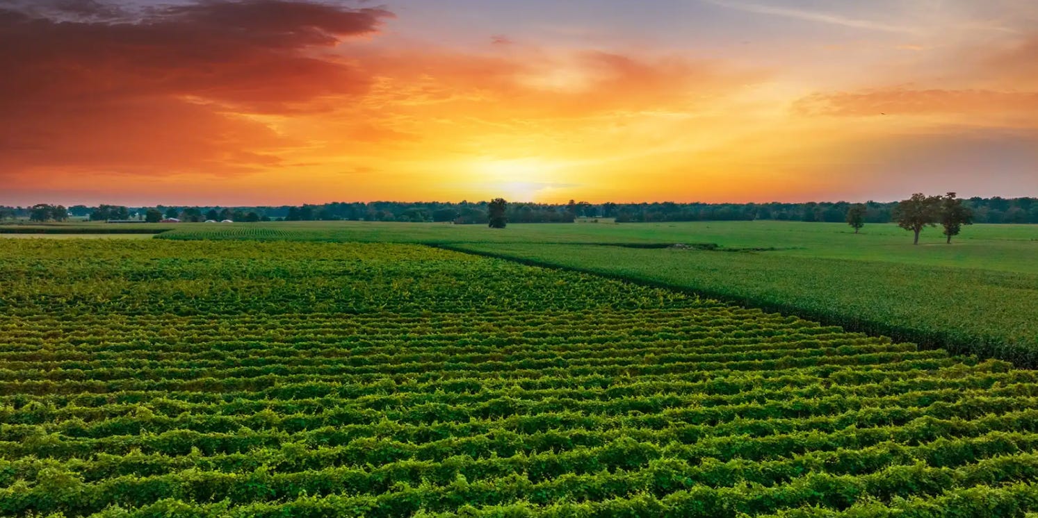 Private vineyard on 185-acre estate in New Jersey countryside landscape.