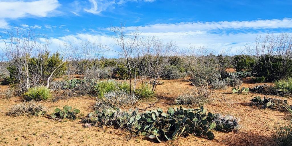 West Texas hunting land for sale, prime real estate opportunities.