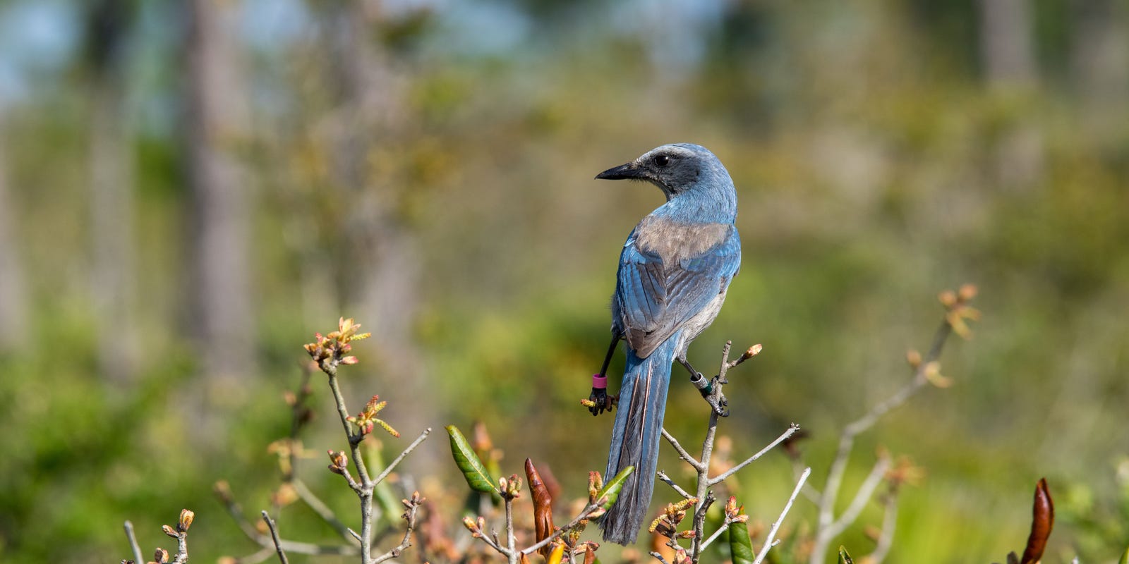 Florida bird species with ancient lineage perched in subtropical wetlands habitat.