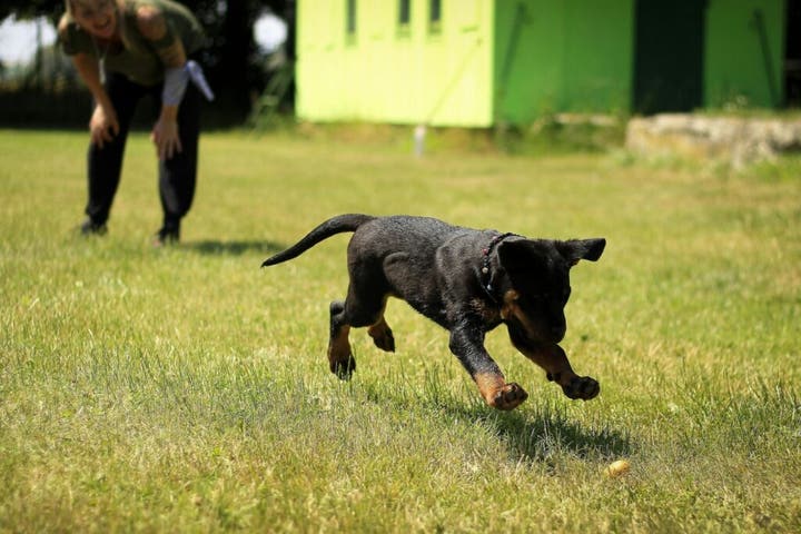 Renters with pets prioritize pet-friendly amenities over traditional gyms in urban areas.