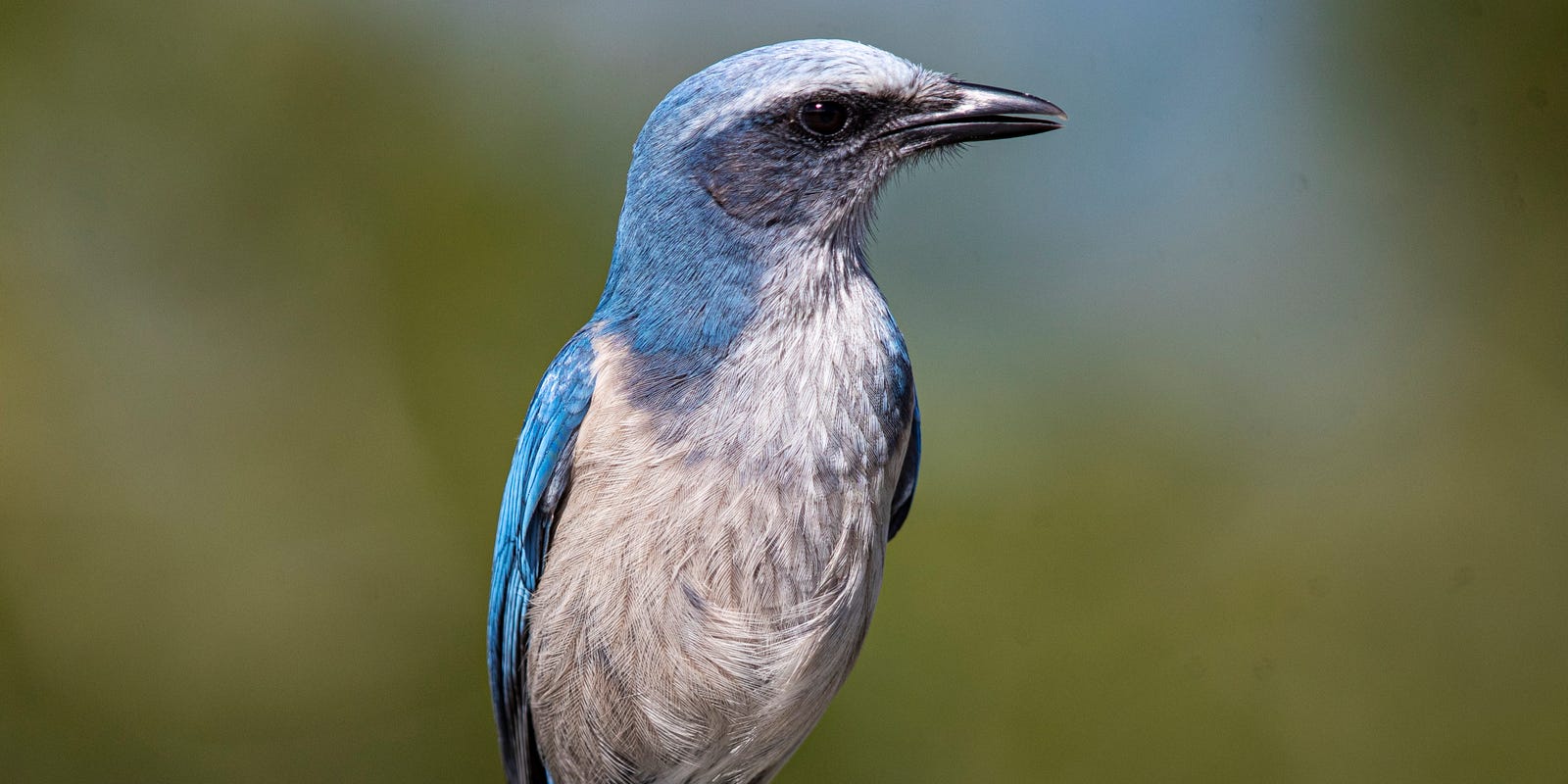 Florida scrub jay fossilized feathered bird species takes center stage in scientific discovery.