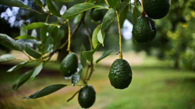 Avocado tree in residential yard threatened with removal by neighbor.