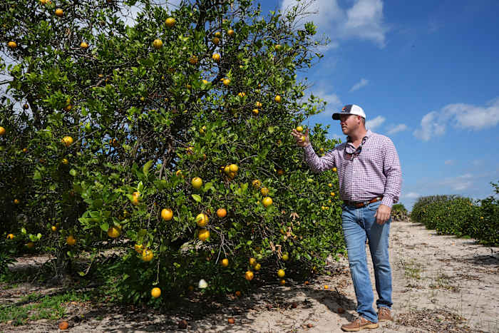 Florida citrus groves threatened by hurricanes, disease, and land development pressures.